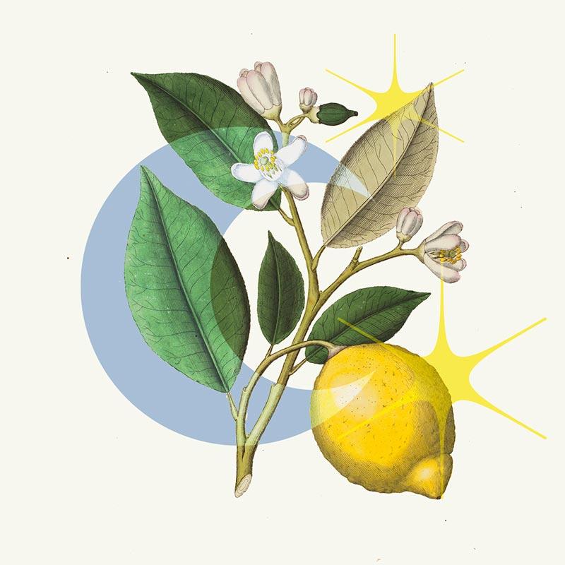 Branding el many - Lemon illustration